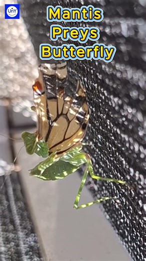 Praying mantis preys on a butterfly