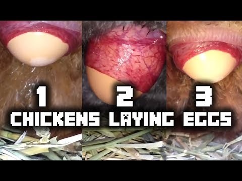 Chickens Laying Eggs! (Close Up 4!)