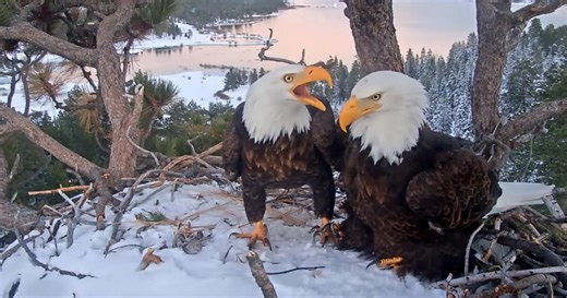 How Jackie met Shadow: the story behind Big Bear’s beloved bald eagle couple