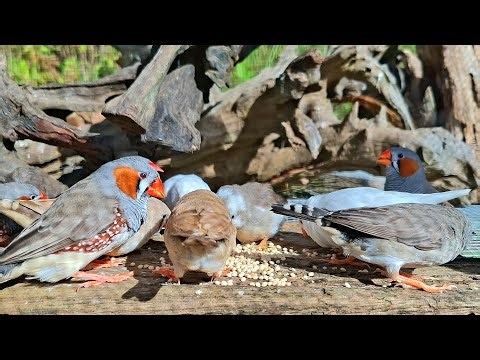 Innocent zebra finches sing song so shine today. That's a good moment day for training my bird sings