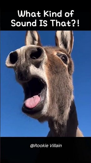 What Kind of Sound Is That?