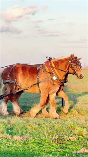 These guys doing what their dads did. ❤️ Training Belgian draft horses for pulling competition. #pullinghorses #belgian #training #horses @Travis Wagler