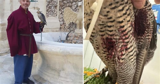 Watch: 'Shameful' - Falcon shot down mid-show in front of tourists, owner