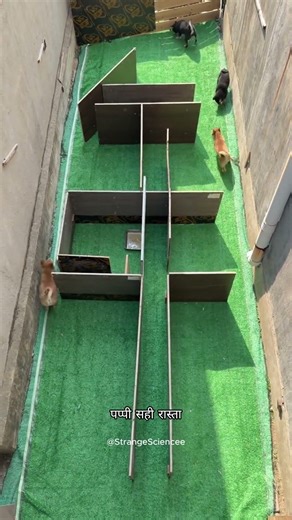 4 Puppies Enter 1 Maze CRAZY Ending