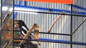 Katakan sesuatu tentang video ini Kacer Plenyun HTS-PWT sedang dinegoisasi. tonton aksinya saat berlaga di Piala Pahlawan #8, Minggu 10 November 2024 di Apache Arena, Taman Andhang Pangrenan Purwokerto | Maman Jaya