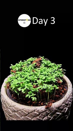 Growing Microgreens Time Lapse #shorts
