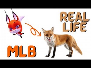 The Real-Life Inspiration Behind the Kwamis of Miraculous Tales of Ladybug and Cat Noir 🐞