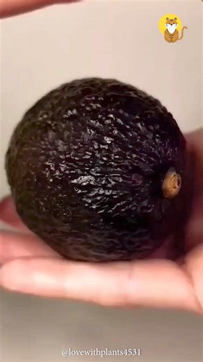 Meet these cute angry little avocados ❤️ | Kingdoms