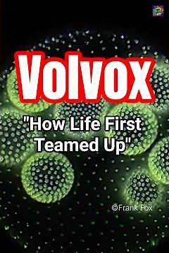 Volvox: The Green Sphere That Changed Evolution Forever 🌱🧬