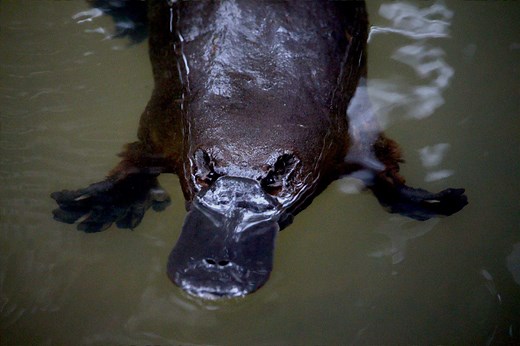 Check Out the Venomous Defense Mechanism of the Male Platypus