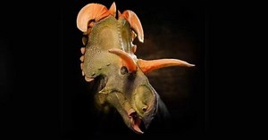 Ce dinosaure géant arborait les cornes les plus colossales jamais découvertes par les paléontologues