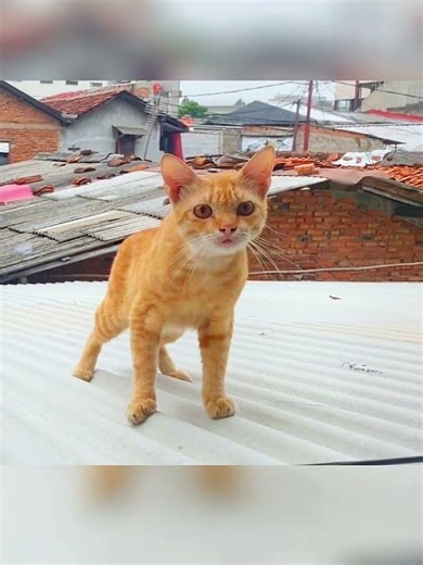 Hello random human..! I’m THE CAT..