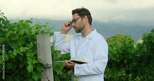 Agronomist inspecting grapes crops growing in the farm field. Agriculture production concept. Unrecognizable field worker or agronomist checking health. Grapes.