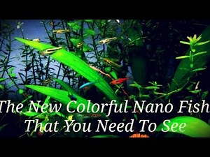 The 21 Most Colorful Nano Fish & Shrimp In My Ideal Planted Nano Tank! +Get Your Nano Fish To School