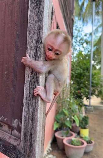 Baby cell big play play with ... | Mario Monkey