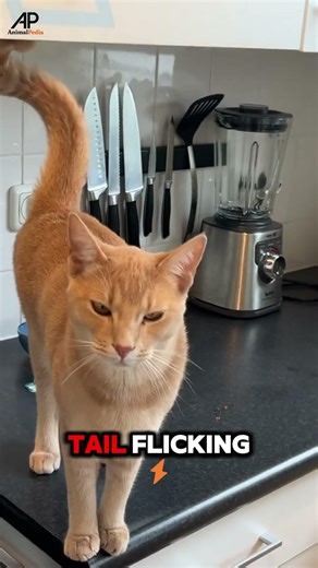 Why Cats Suddenly Bite While Being Petted #shorts