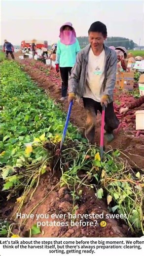 Clearing the Way: Raking Away Sweet Potato Vines Before Harvest 🌱🧑🌾