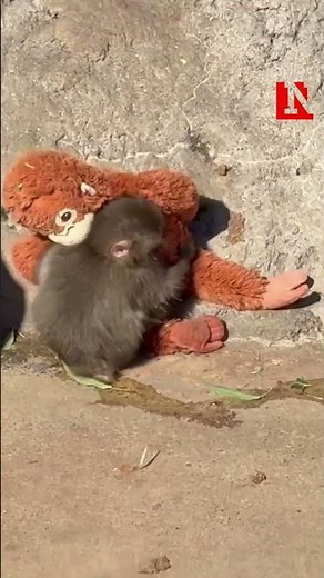Toy Cuddling Monkey Punch Attracts Huge Crowd At Japanese Zoo