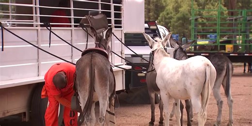 Wild horses and burros auction in Flagstaff highlights inmate training program