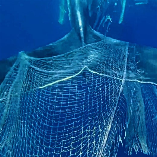 Every year, 20% of all fishing gear gets lost in our oceans and seas—becoming ghost nets that trap marine life. Expert divers are now using Microsoft AI and sonar data to locate and retrieve ghost nets worldwide. This AI-powered effort is giving marine life a chance to flourish in cleaner, safer waters. With a new year comes a chance for cleaner oceans and safer marine life. http://msft.it/6185tNDCc | Microsoft