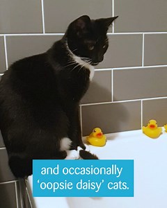 Today is #InternationalCatDay! Let's celebrate our meddlesome moggies, full-of-fun felines and sleepy souls 😻 | Cats Protection