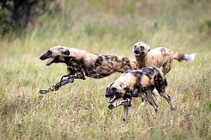 38K views · 743 reactions | How do wild dogs hunt prey ? See more: https://bit.ly/2uPIzaJ | Wild Animal World | Facebook