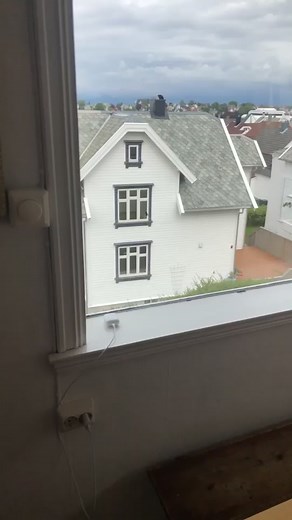 Understanding Wasps: Fascinating Insights and Facts