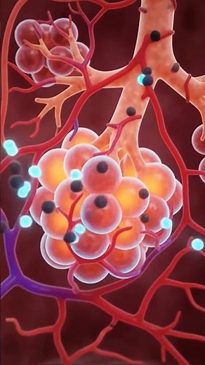 Human Respiratory System#science