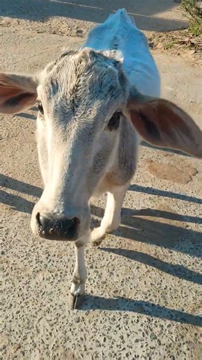 Cow baby voice😁😘 #pet #animalshorts #village #ytshorts #trending #cowlover #cowvideo #follow #funny