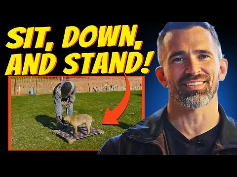 How to Teach Your Dog Sit, Down, and Stand with Ease!