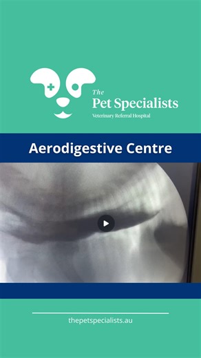 The Pet Specialists on Instagram: "Why Isn’t This Moving? This VFSS (Videofluoroscopic Swallow Study) shows a textbook case of marked oesophageal dysmotility. Instead of moving smoothly into the stomach, the ingesta is sloshing back and forth, a sign the oesophagus isn’t doing its job. In a healthy swallow, the oesophagus uses coordinated muscle contractions to push food into the stomach. But in cases like this, the system breaks down, putting patients at risk of regurgitation, aspiration, weigh