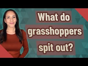 What do grasshoppers spit out?