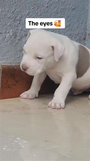 Understanding Pocket Bully Puppies and Their Charm