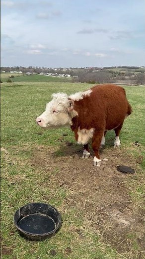 Time for dinner! Piggies get fed! Josie can’t breathe. #farmsanctuary
