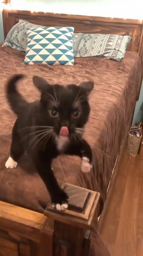 cats with threatening auras on Instagram: "threat • • credit: ??? (DM me) • #cat #cats #cursed #cursedcats #funny #funnycats #animal #cute #animals #catsofinstagram #pets #petsofinstagram #chonk #chonky #chonker #kitty #meme #memes #funny"