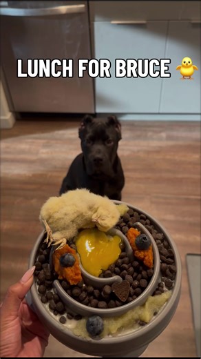 Come with me to build his LUNCH 🫐🐥 Still no RAW for Bruce 🥺 one more day and back to our regular program! #canecorso #fyp #dogeating #dogs #corsosoftiktok
