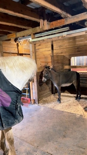 What would we do without Petey!? #Peteytheseeingeyedonkey #Peteythetalkingdonkey #Animals | Petey The Seeing Eye Donkey