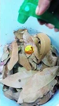 Let's turn organic waste into practical & eco-friendly compost with the stacked bucket method.