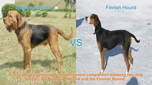 Bulgarian Hound vs. Finnish Hound: A Comprehensive Comparison