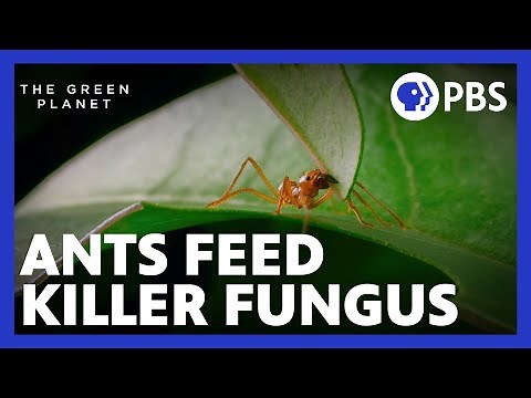 How Leaf Cutter Ants Feed a Killer Fungus | The Green Planet | PBS