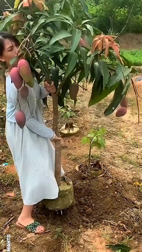 HR MAHTO on Instagram: "China Mango farming unique trick . . . #facts #mango #food #reels #reelsinstagram"