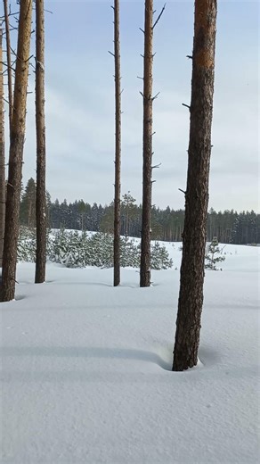 Crunchy Snow Under Skis ❄️ Serene Birch & Pine Forest Walk ASMR