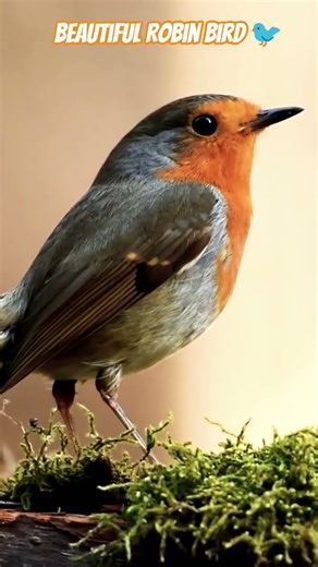 Beautiful Robin 🐦 ♥️#birdsong #relaxingmusic #relax #relaxing #nature #birds #forest 🐦