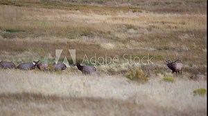 Bull elk during the elk rut of Fall 2021 in Estes Park, Colorado