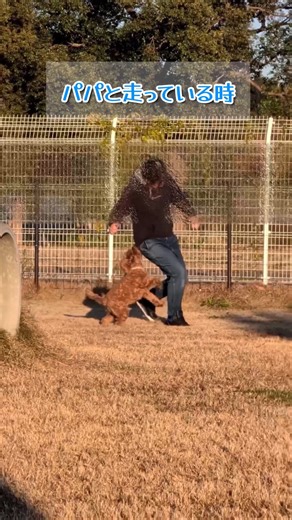 パパになら大丈夫と思っている愛犬#cockapoo #shorts