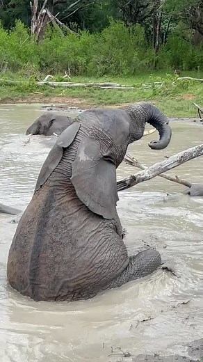 69K views · 30K reactions | Our little nannies are well and truly off...