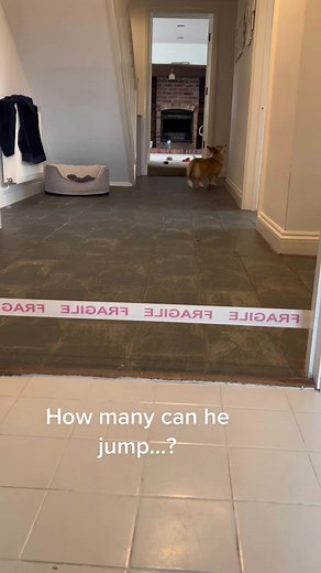 Benji the Corgi's Impressive Jumping Skills