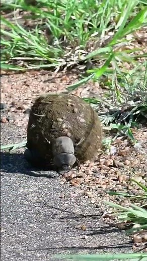 Dung beetles rolling the ball of dung in Kruger National Park ‪@PKSafaris‬