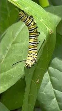 🐛Monarch Butterfly Caterpillars, Danaus Plexippus @Monarch734-K @monaryidea1039 @lyricalemonade