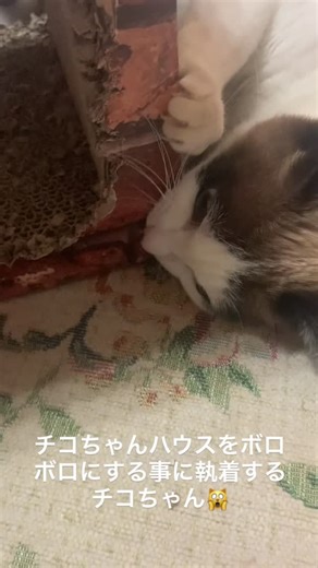 大橋 なおみ | チコちゃんハウスをボロボロにする事に執着するチコちゃん🙀#チコちゃん | Instagram